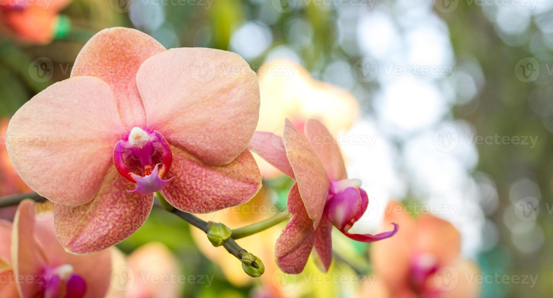 fleur d'orchidée phalaenopsis photo