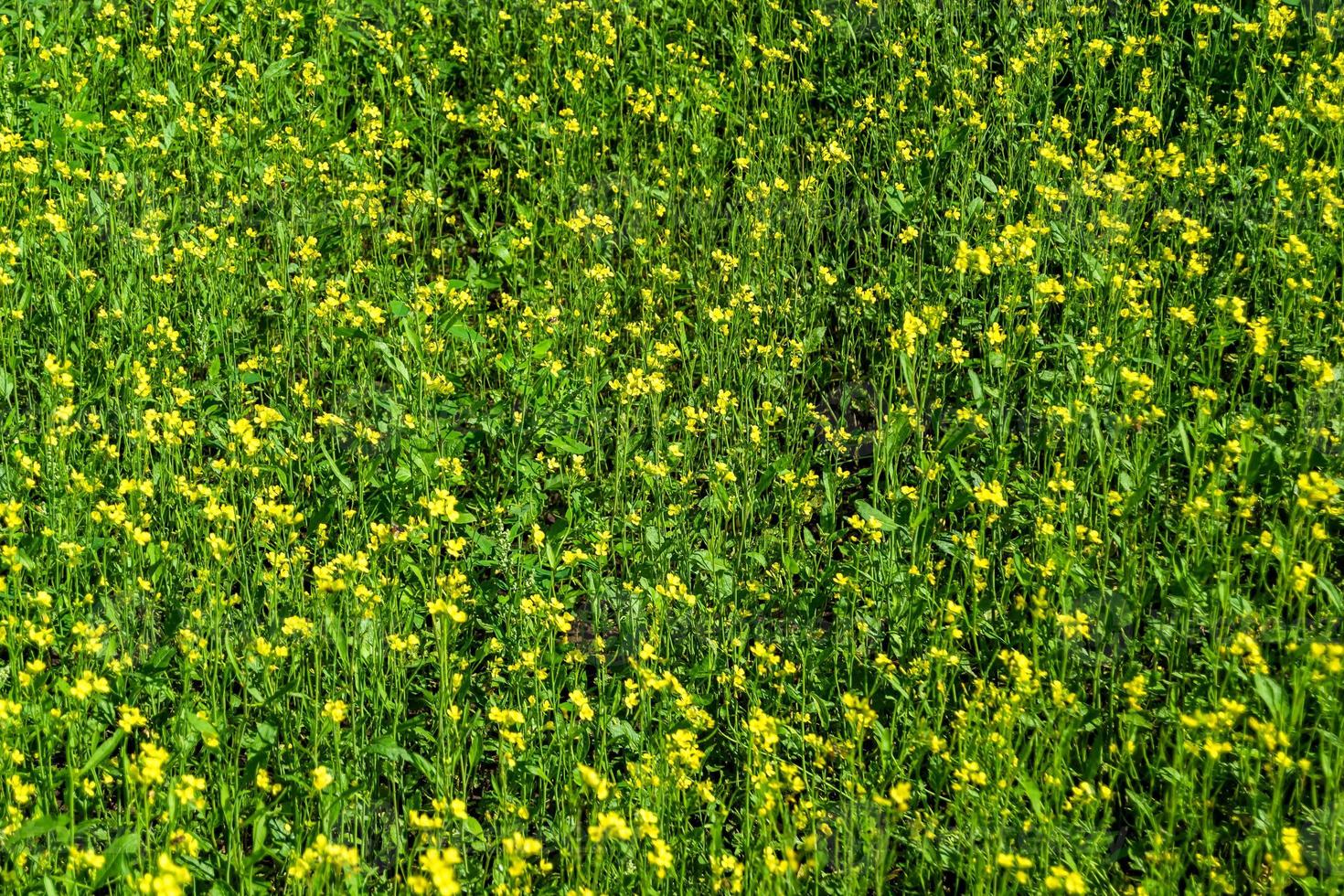 photographie sur le thème de la moutarde de fleurs sauvages fines sur fond de prairie photo