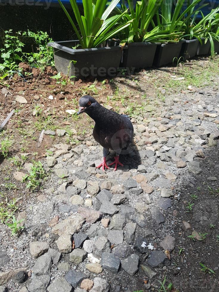 plusieurs pigeons ou dara sont relâchés sur un terrain vague à côté de la maison photo