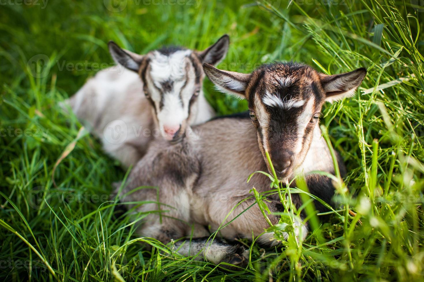 une belle photo de deux petites chèvres qui se trouvent ensemble dans l'herbe