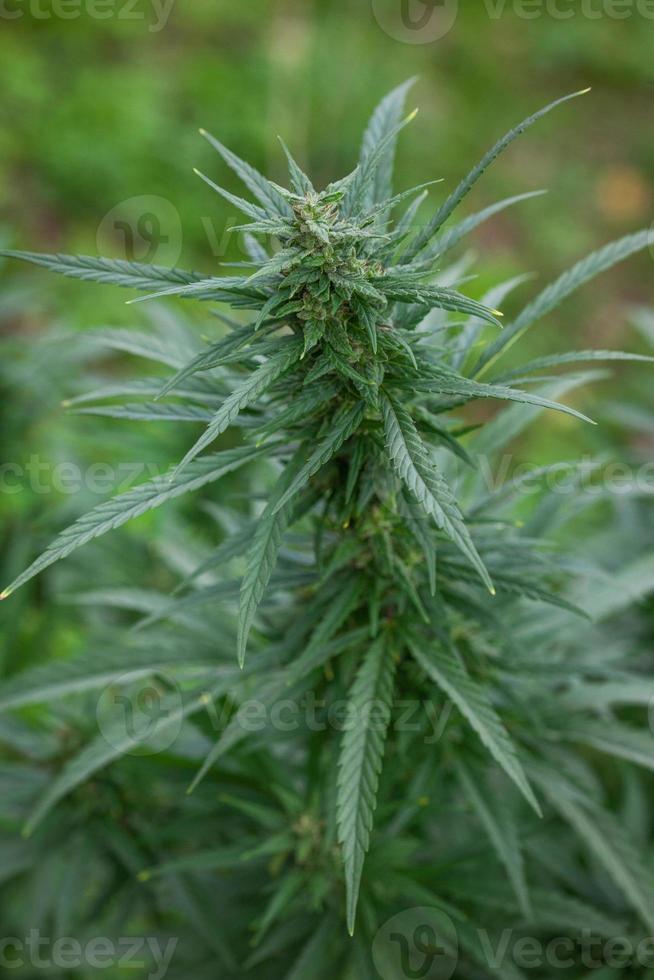 gros plan de marijuana sur feuillage épais, drogue, plante médicinale photo
