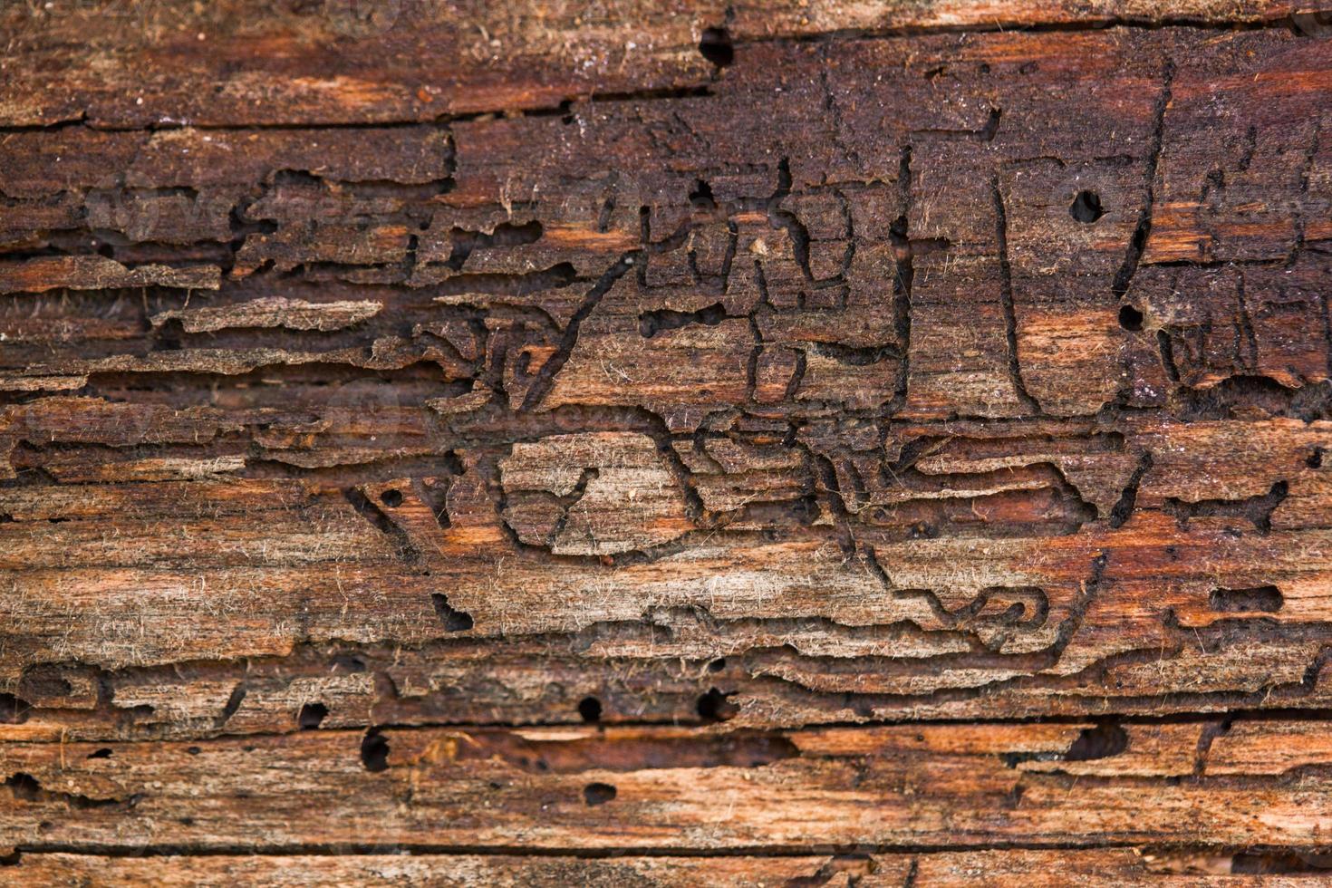 texture en gros plan du bois, endommagée par les termites photo