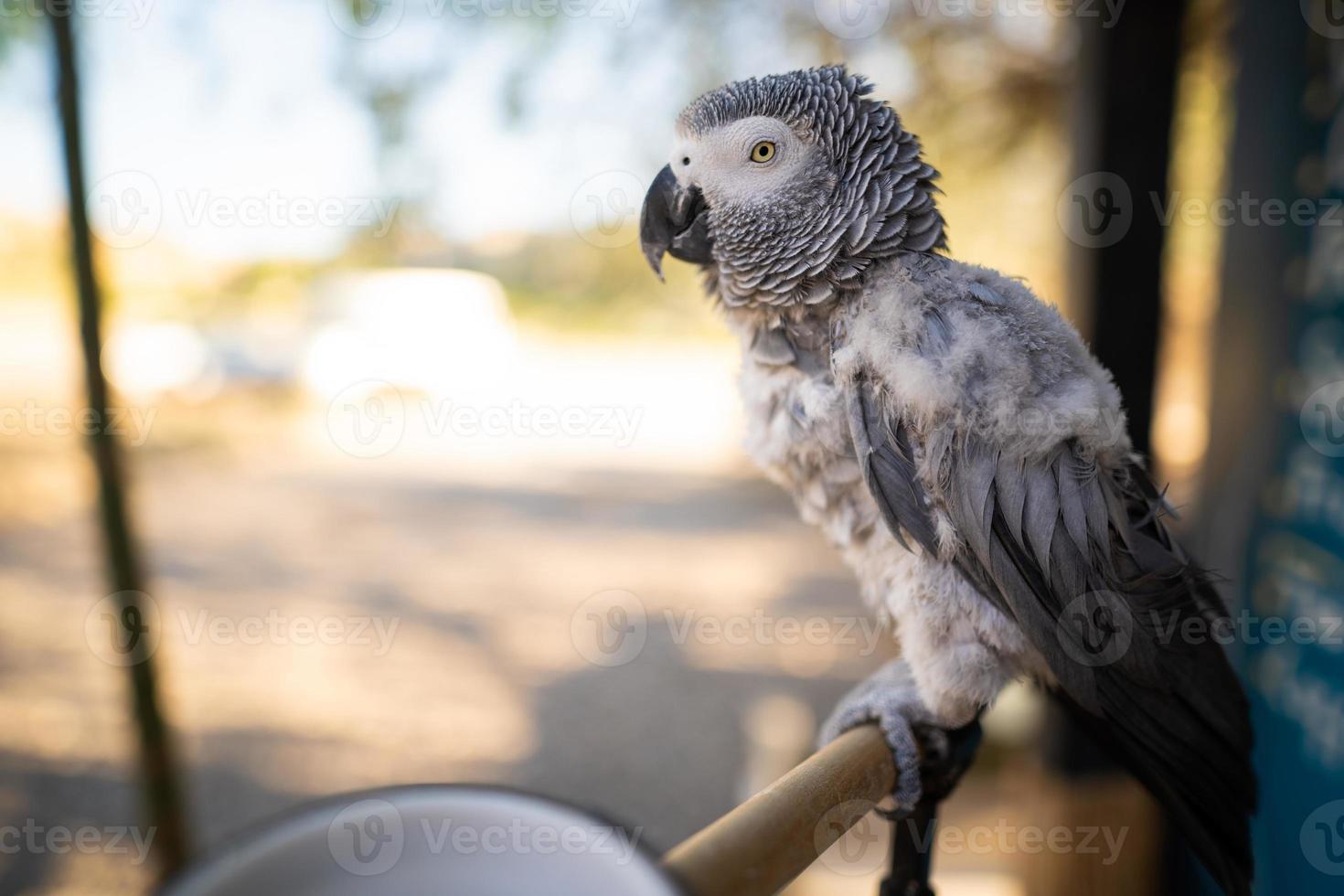 perroquet gris d'afrique jaco photo