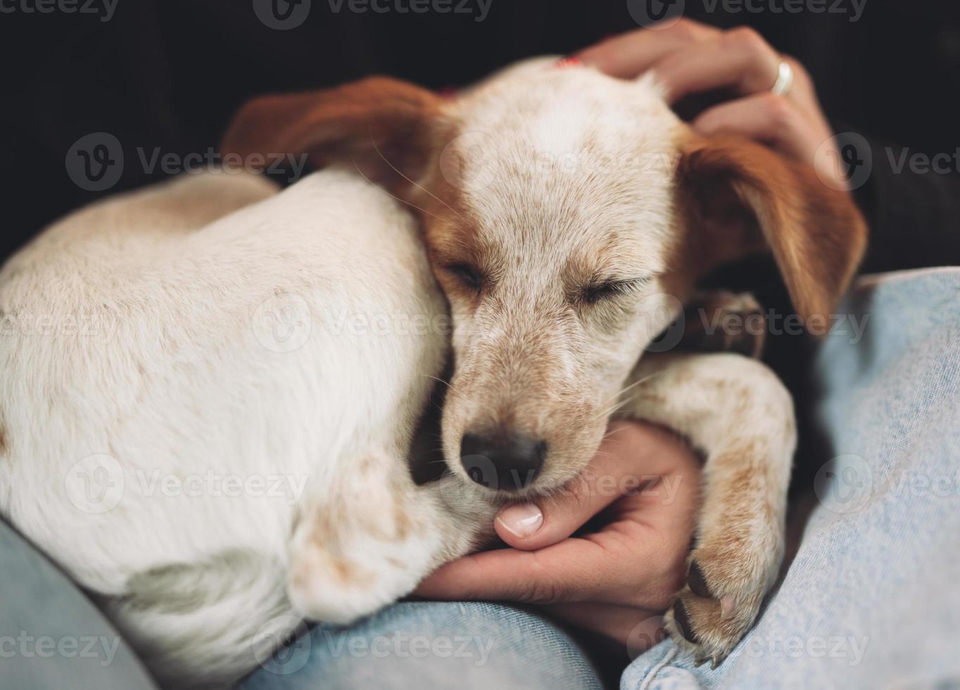 beau petit chiot se reposant, dormant après une journée bien remplie. photo