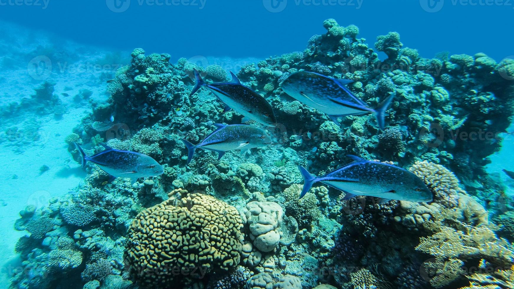 carangue rouge, caranx melampygus, un groupe de poissons prédateurs chassés sur un récif de corail dans la mer rouge. photo
