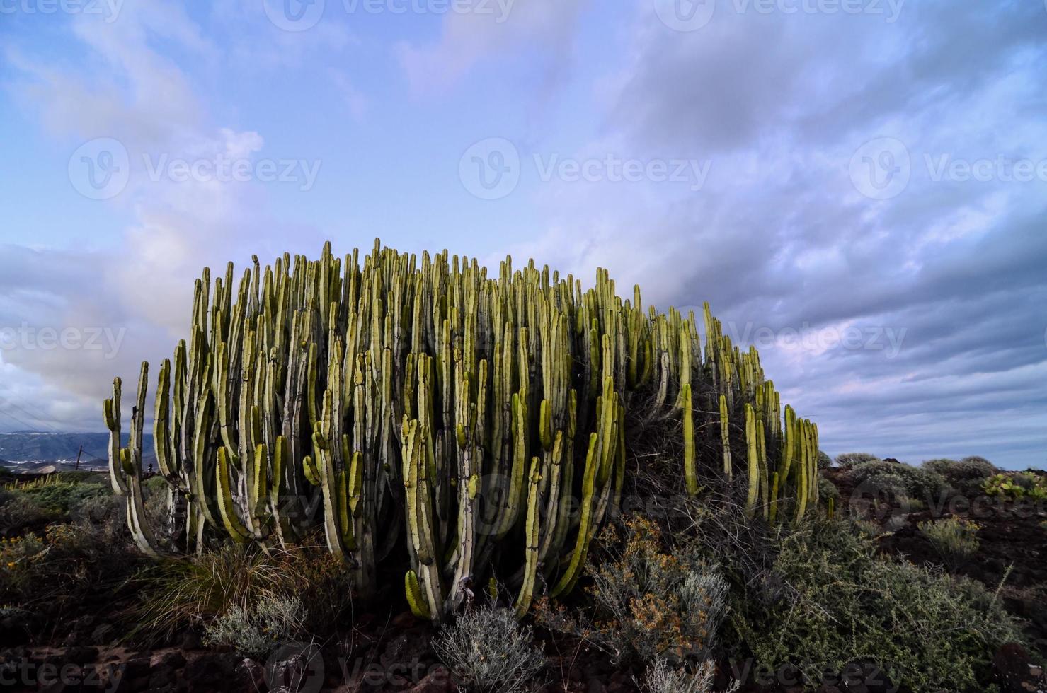 vue sur le désert avec cactus photo