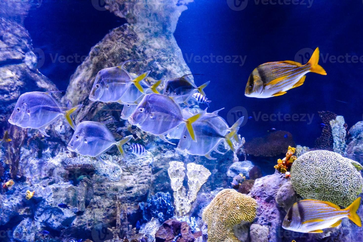 poisson dans l'aquarium photo