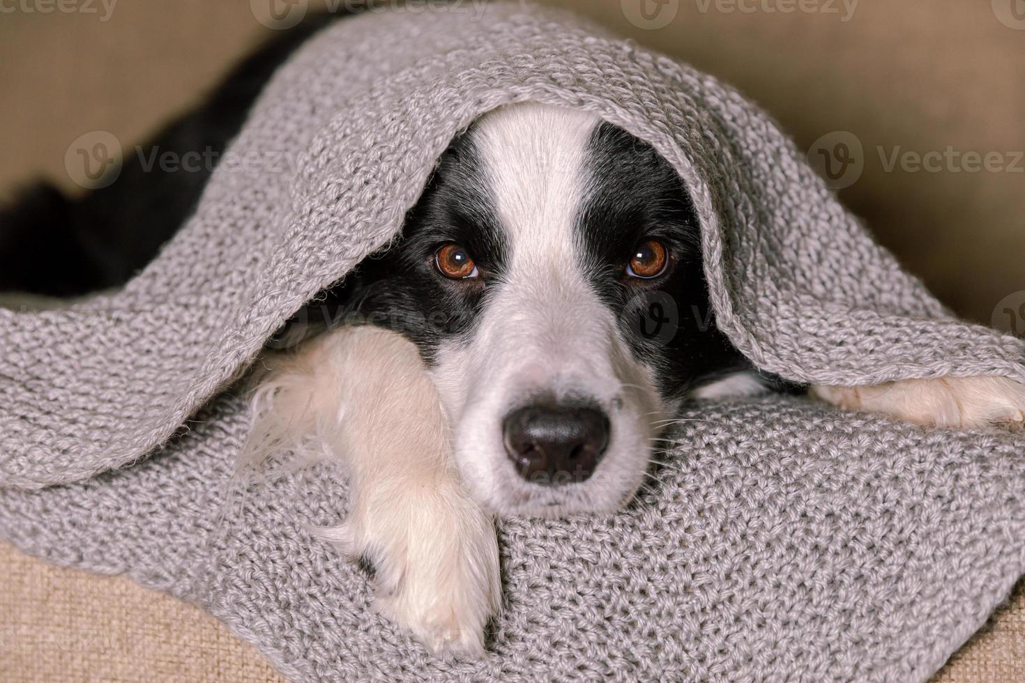 drôle de chiot border collie allongé sur un canapé sous une écharpe tricotée chaude à l'intérieur. le chien sort de sous le plaid. portrait de chien d'hiver ou d'automne. concept de temps froid d'humeur hygge. photo