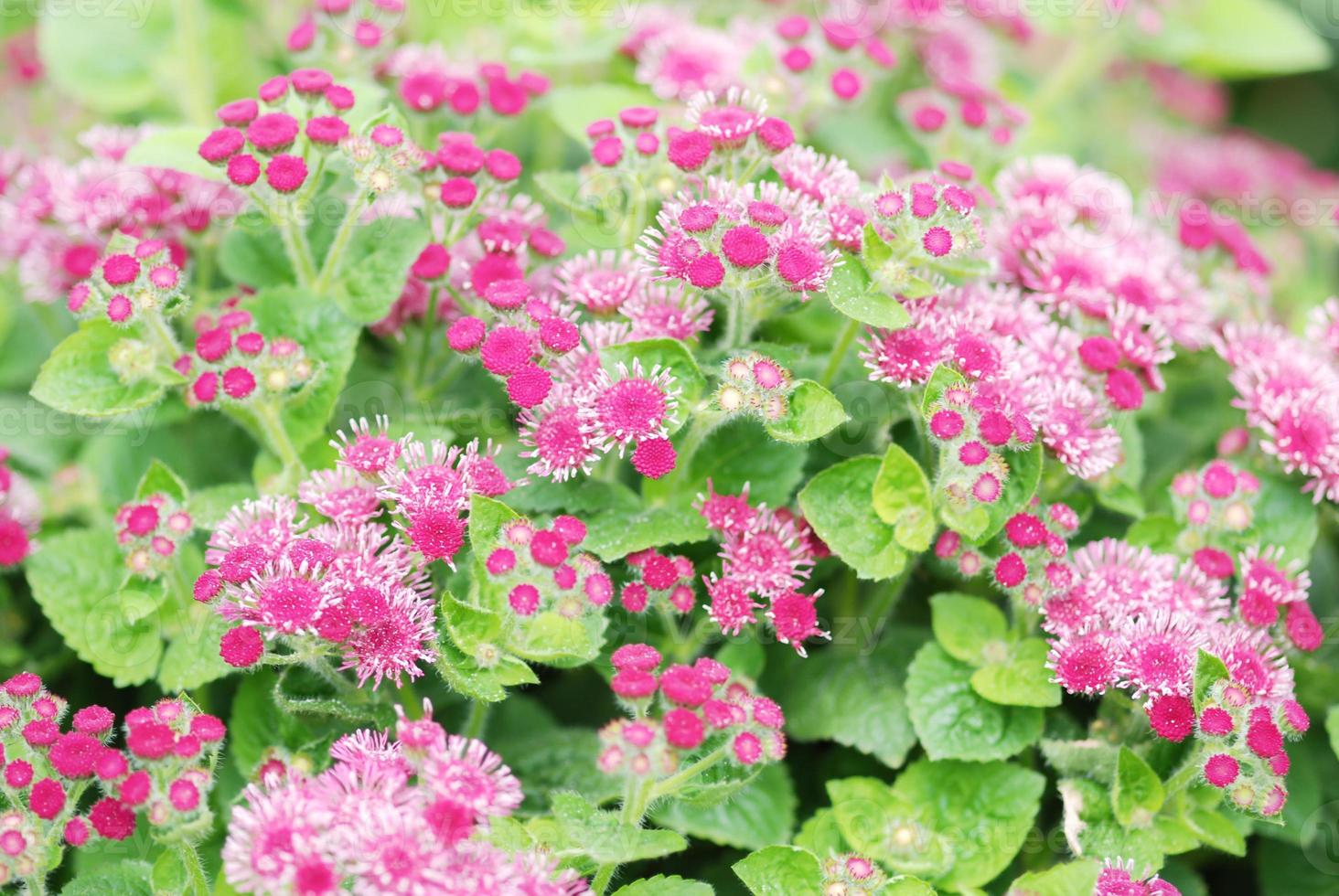 ageratum, ageratum violet, plantes en pot dans le bac noir 7142900 Photo de  stock chez Vecteezy