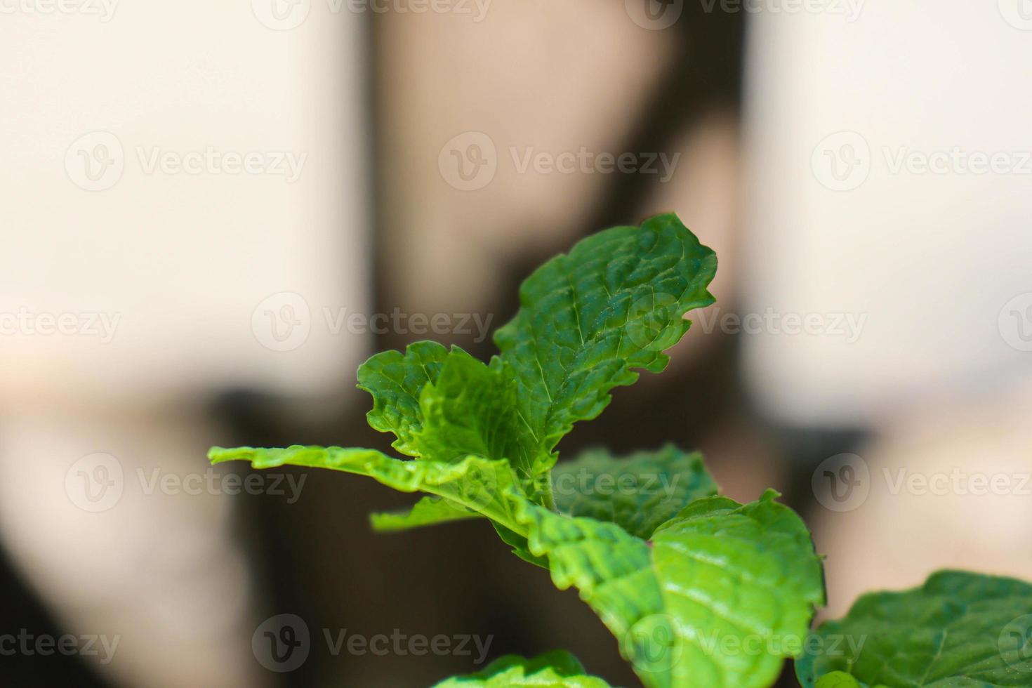 belle vue sur les feuilles des plantes exposées à la rosée du matin photo