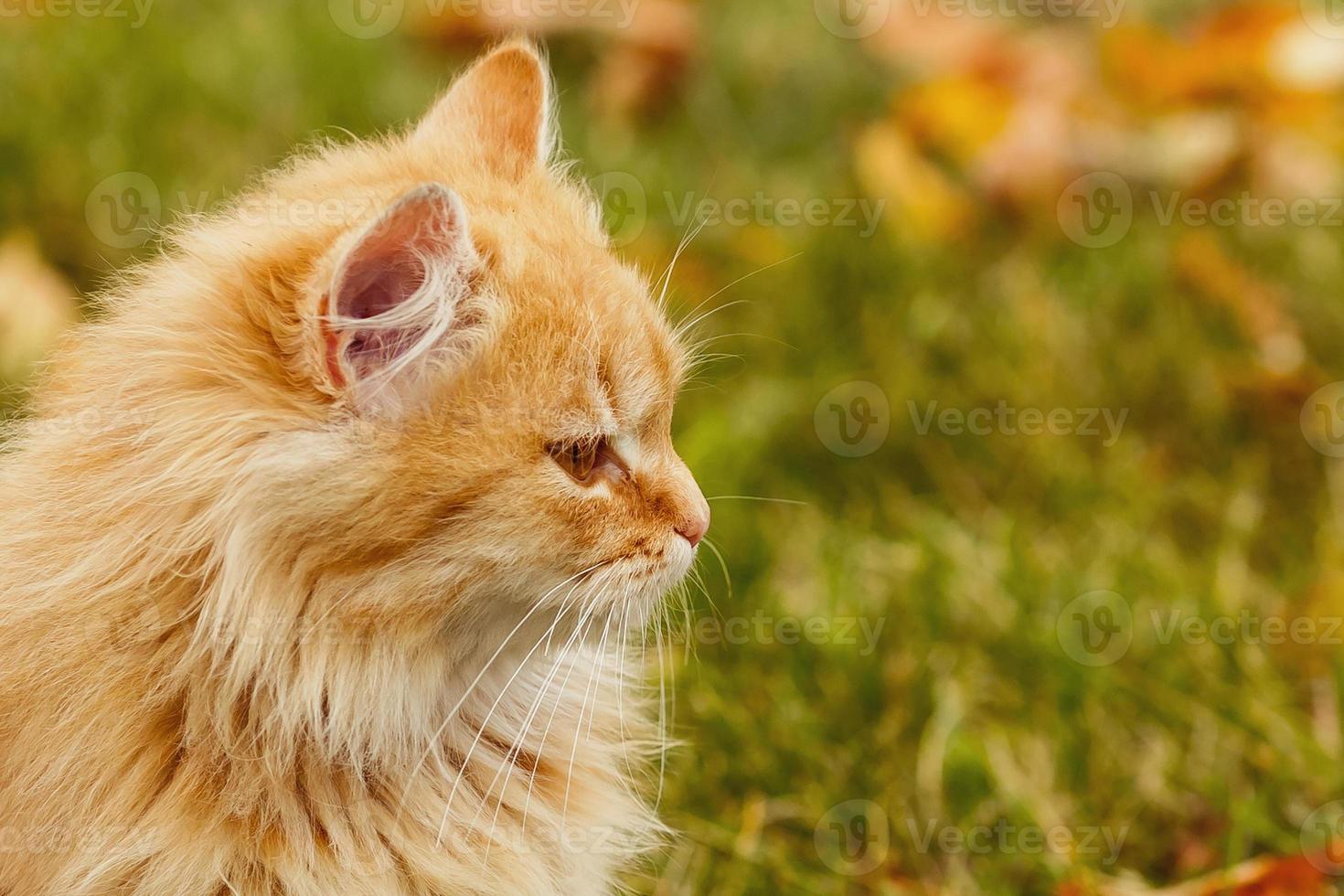 beau chat marchant en automne en novembre photo