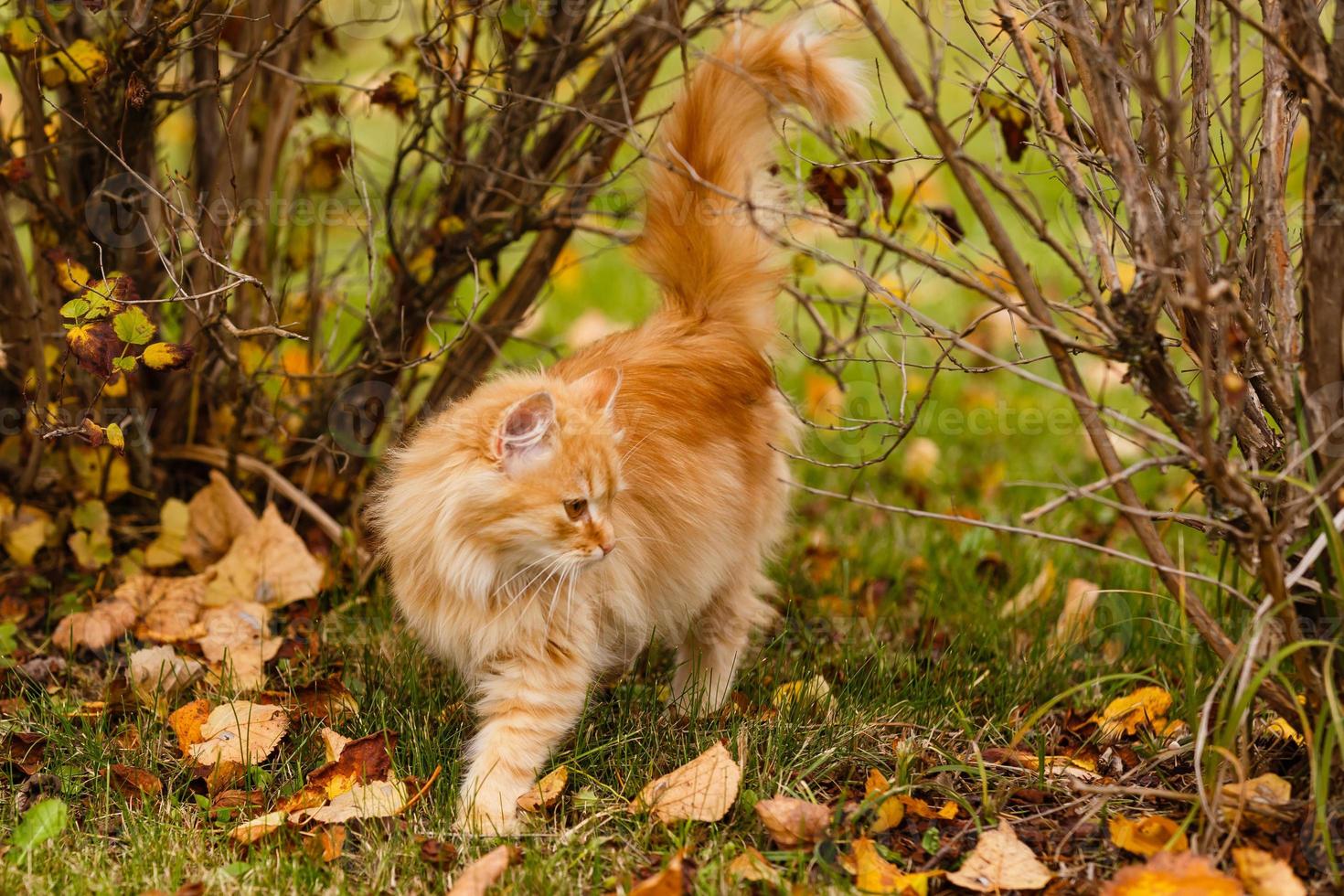 le chat rouge est assis dans les feuilles d'automne jaunes photo