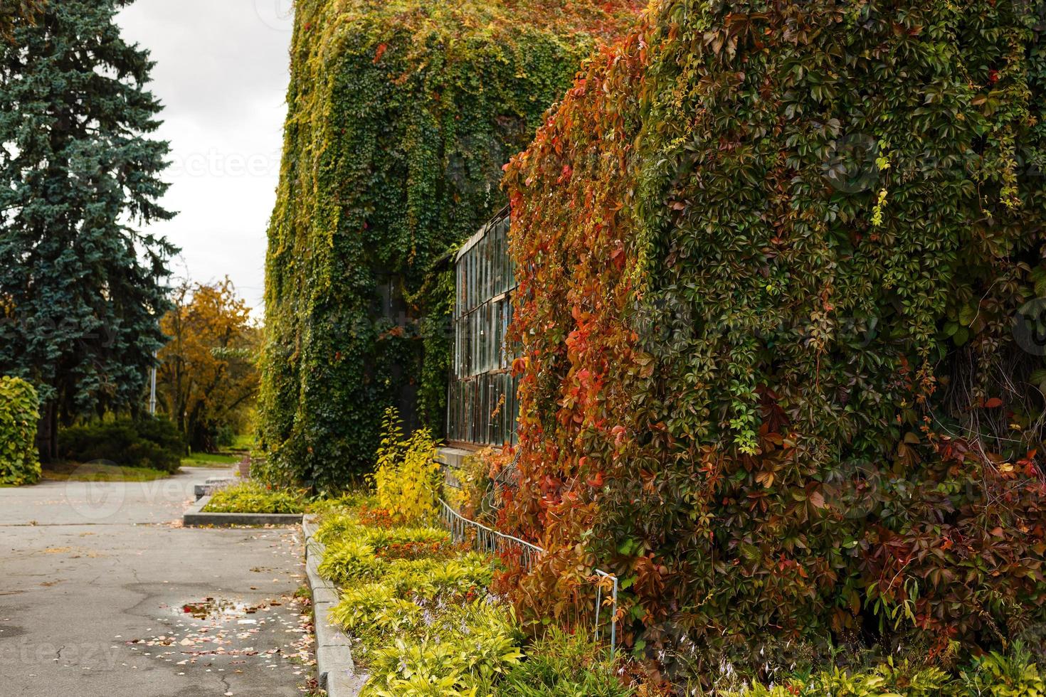 les feuilles rouges et vertes de la vigne d'automne décorent le mur de pierre et les croissances de buisson de porte en bois à partir d'argile photo