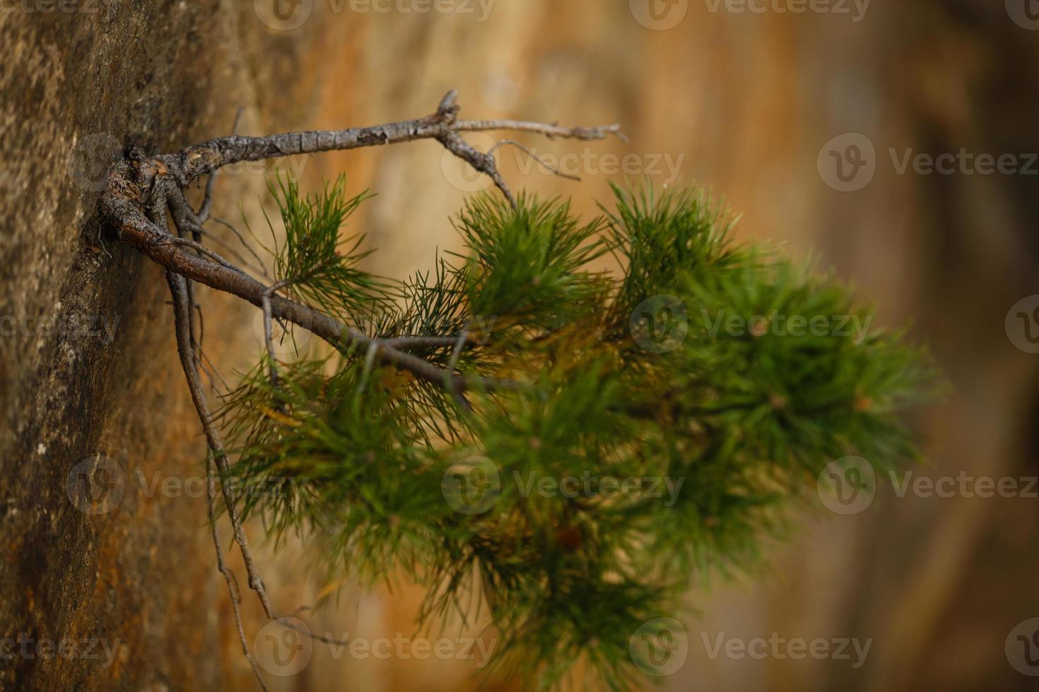 tronc et branches de pin photo