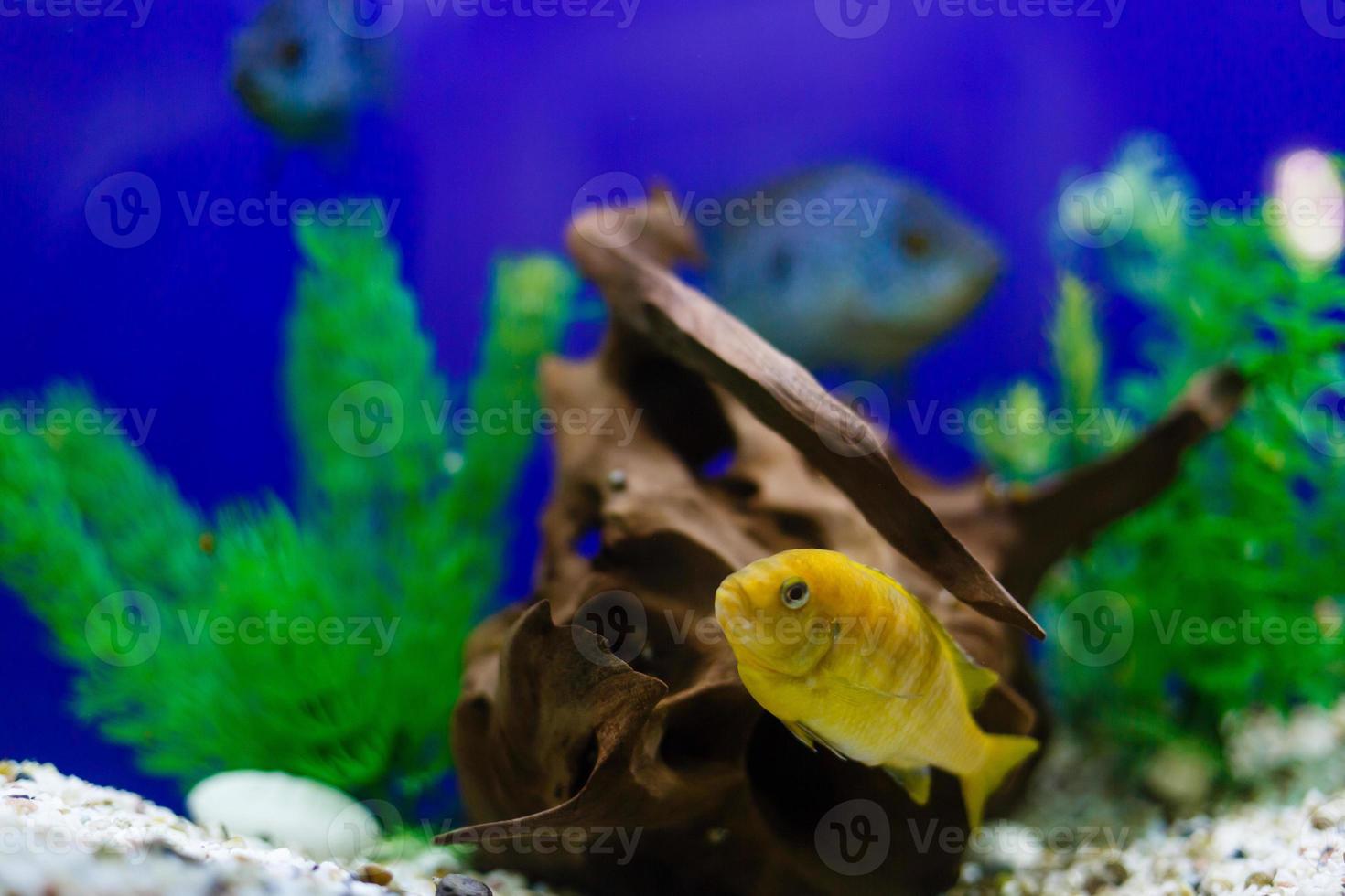 poisson jaune sur les poissons des récifs coralliens gardant le fond de l'eau bleue photo
