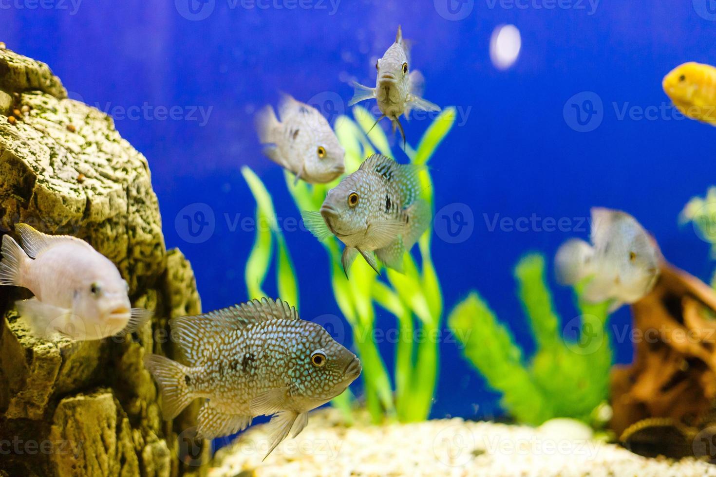 poissons tropicaux sur la scène sous-marine vibrante des récifs coralliens photo