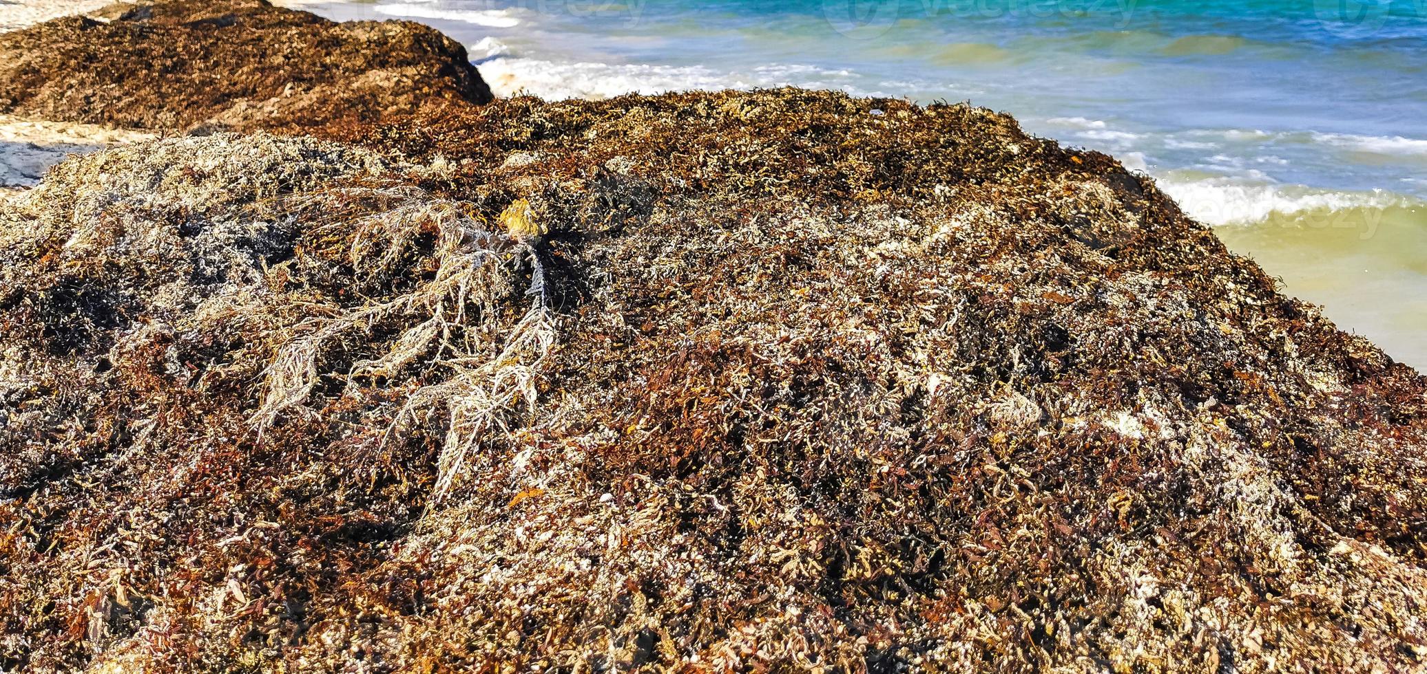 belle plage des caraïbes totalement sale sale méchant problème d'algues mexique. photo