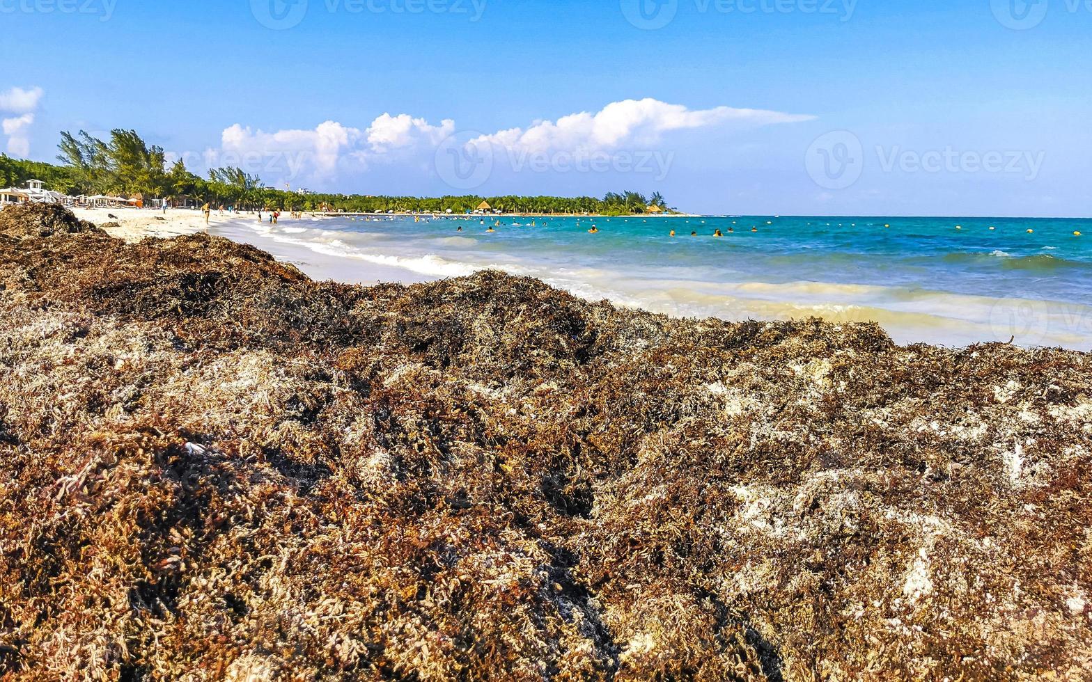 belle plage des caraïbes totalement sale sale méchant problème d'algues mexique. photo