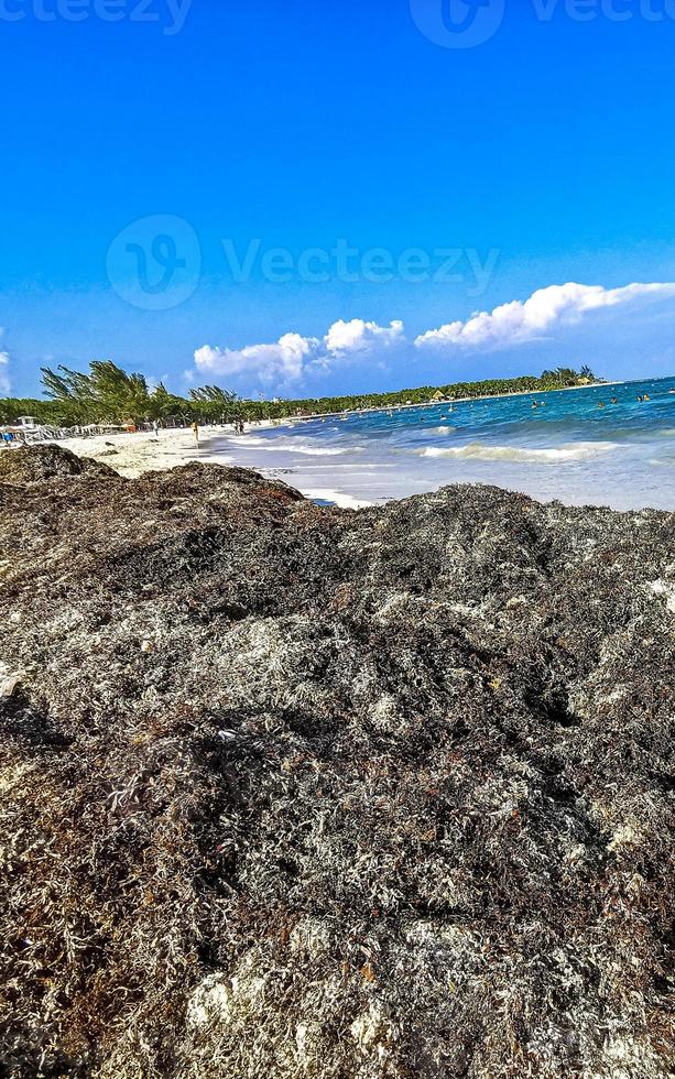 belle plage des caraïbes totalement sale sale méchant problème d'algues mexique. photo