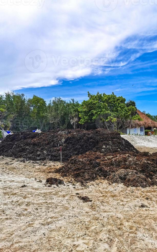 belle plage des caraïbes totalement sale sale méchant problème d'algues mexique. photo