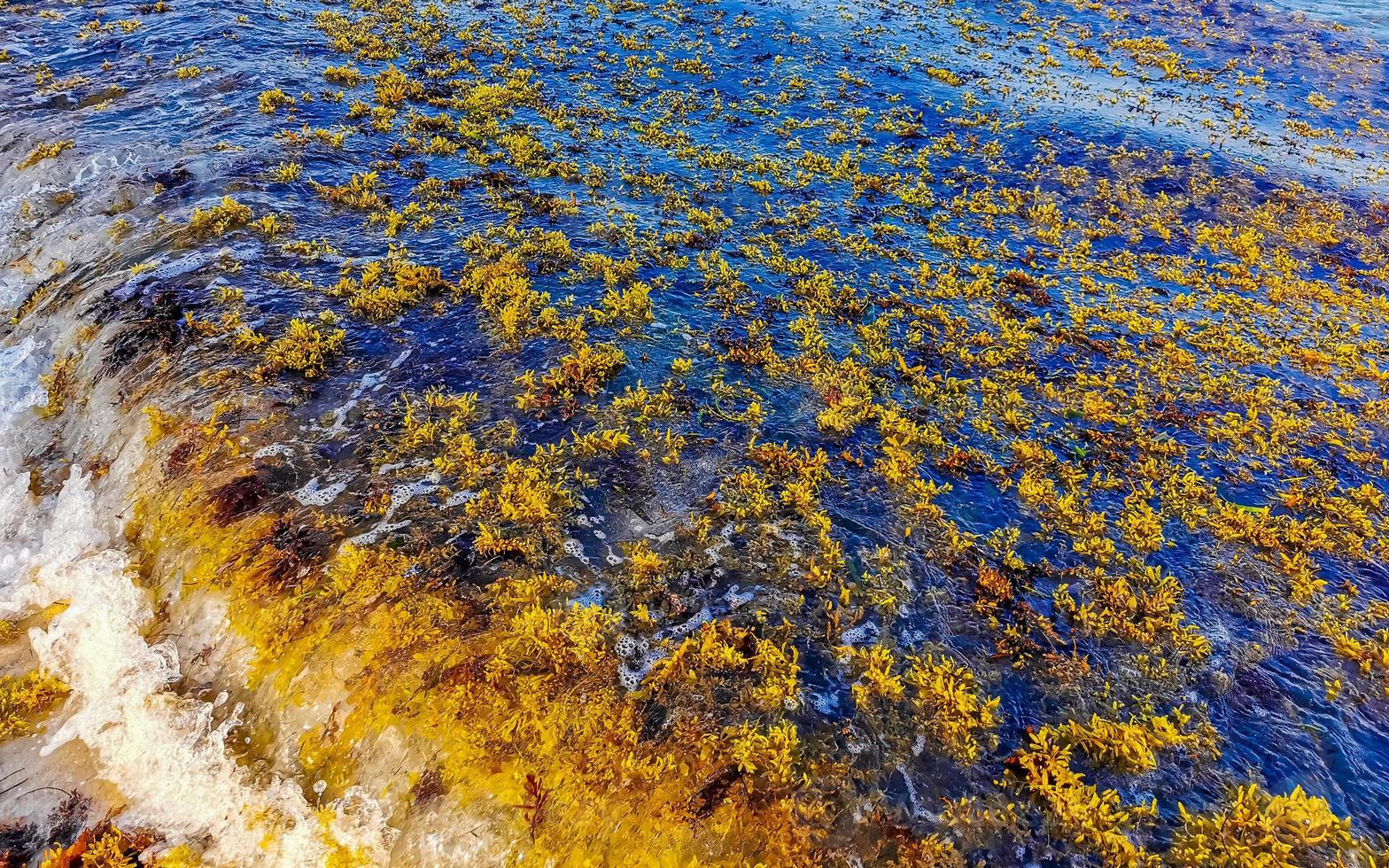 belle plage des caraïbes totalement sale sale méchant problème d'algues mexique. photo