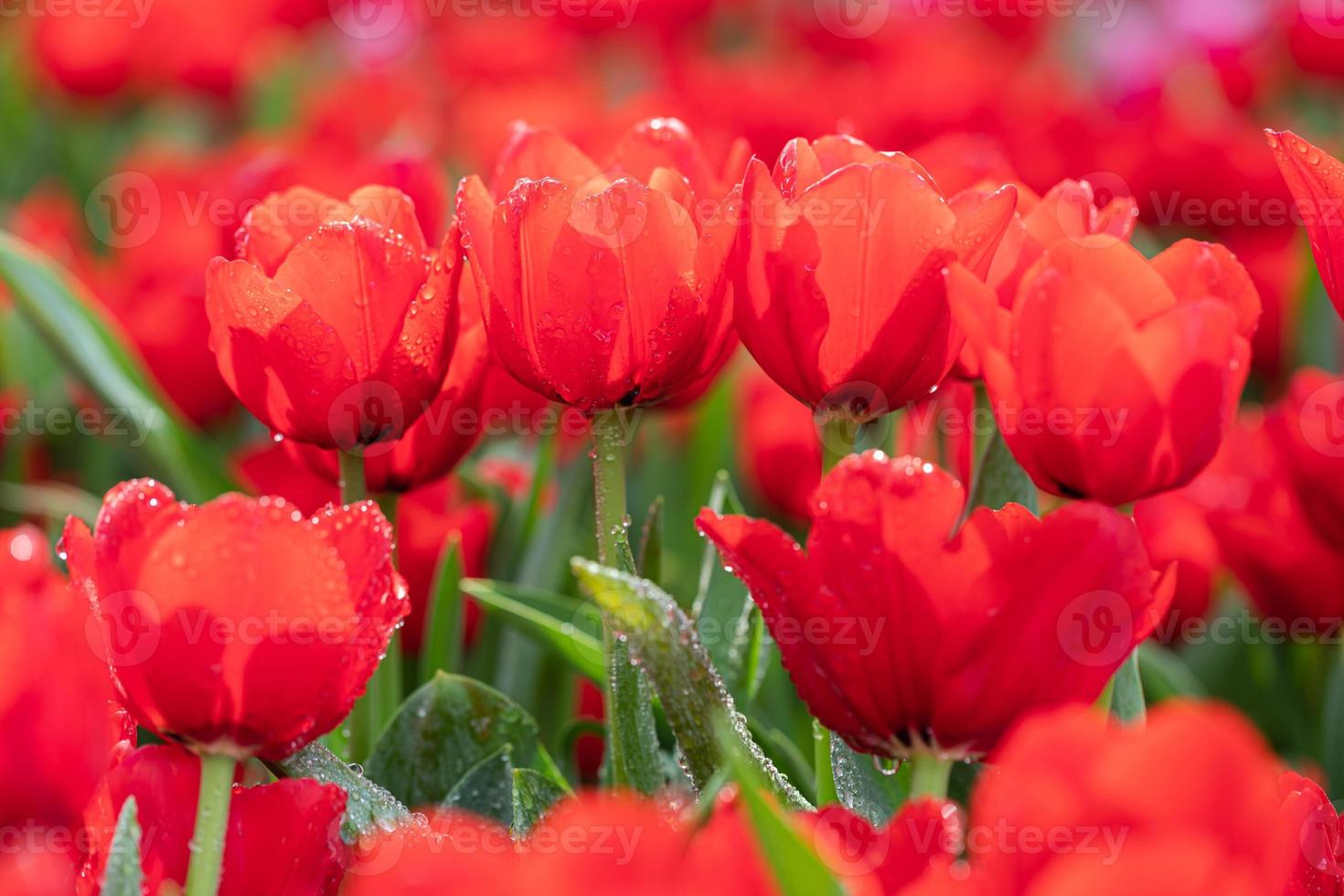 goutte d'eau sur la fleur de tulipe rouge photo