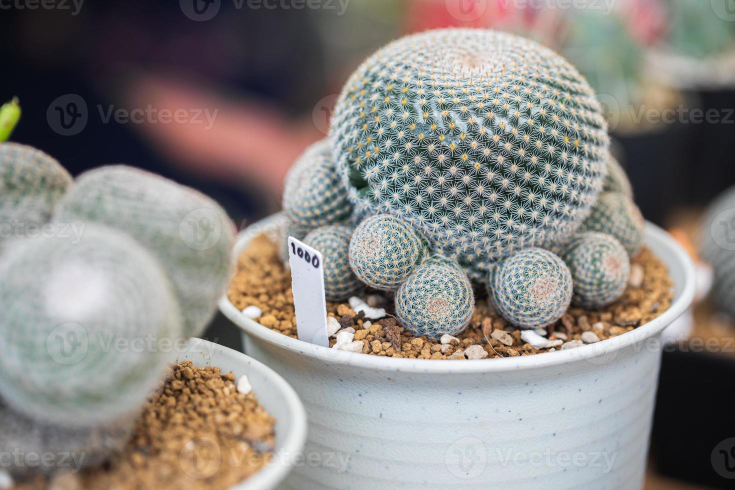 plante de cactus en pot sur fond de jardin botanique flou photo