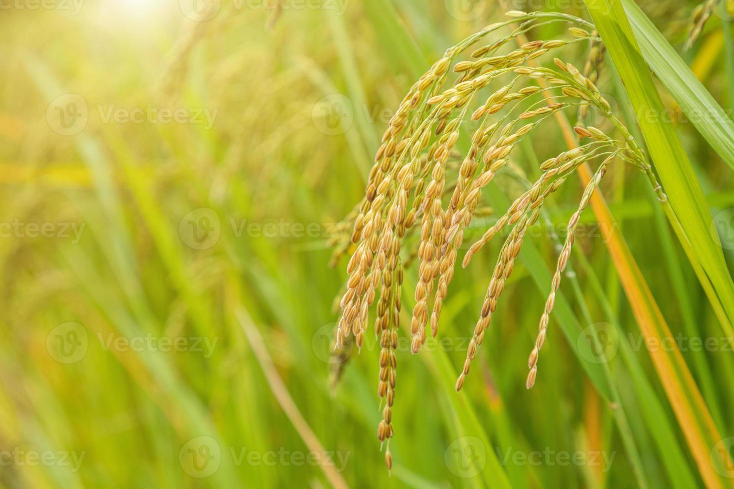 champ de riz au jasmin, gros plan de graines de riz jaune mûres et feuilles vertes photo