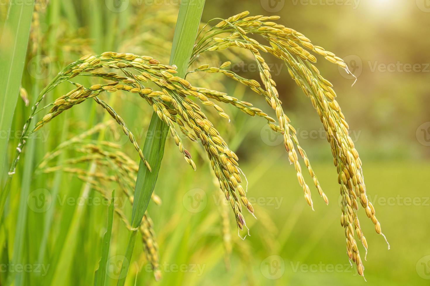 champ de riz au jasmin, gros plan de graines de riz jaune mûres et feuilles vertes photo