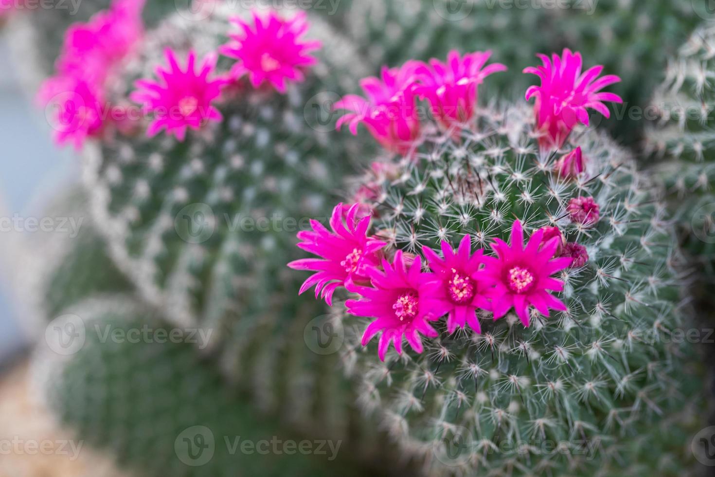 gros plan de fleur succulente de cactus photo