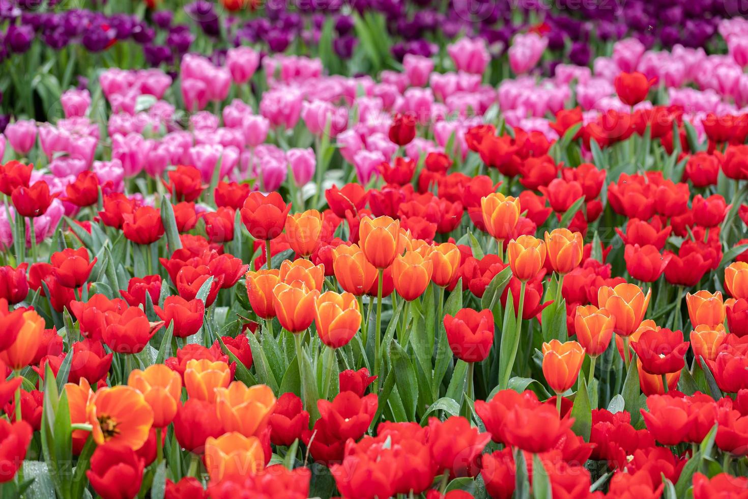 champ de tulipes colorées en fleurs photo