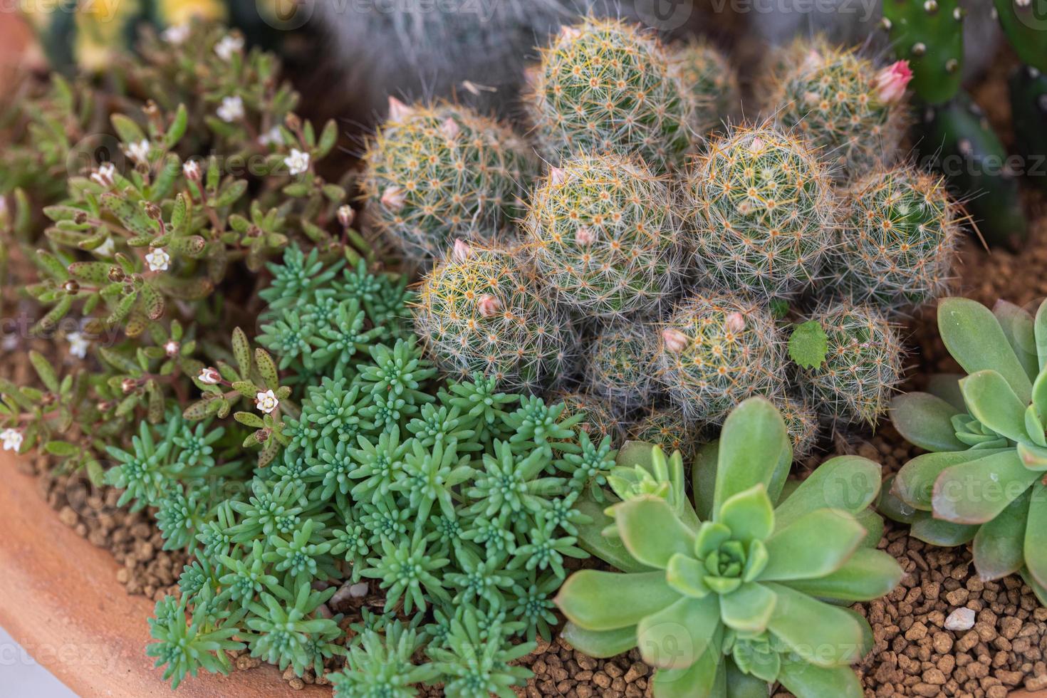 arrangement de plantes succulentes et de cactus photo