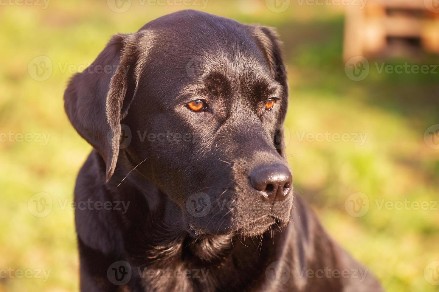 portrait de chien labrador retriever. chien noir aux yeux marrons. photo