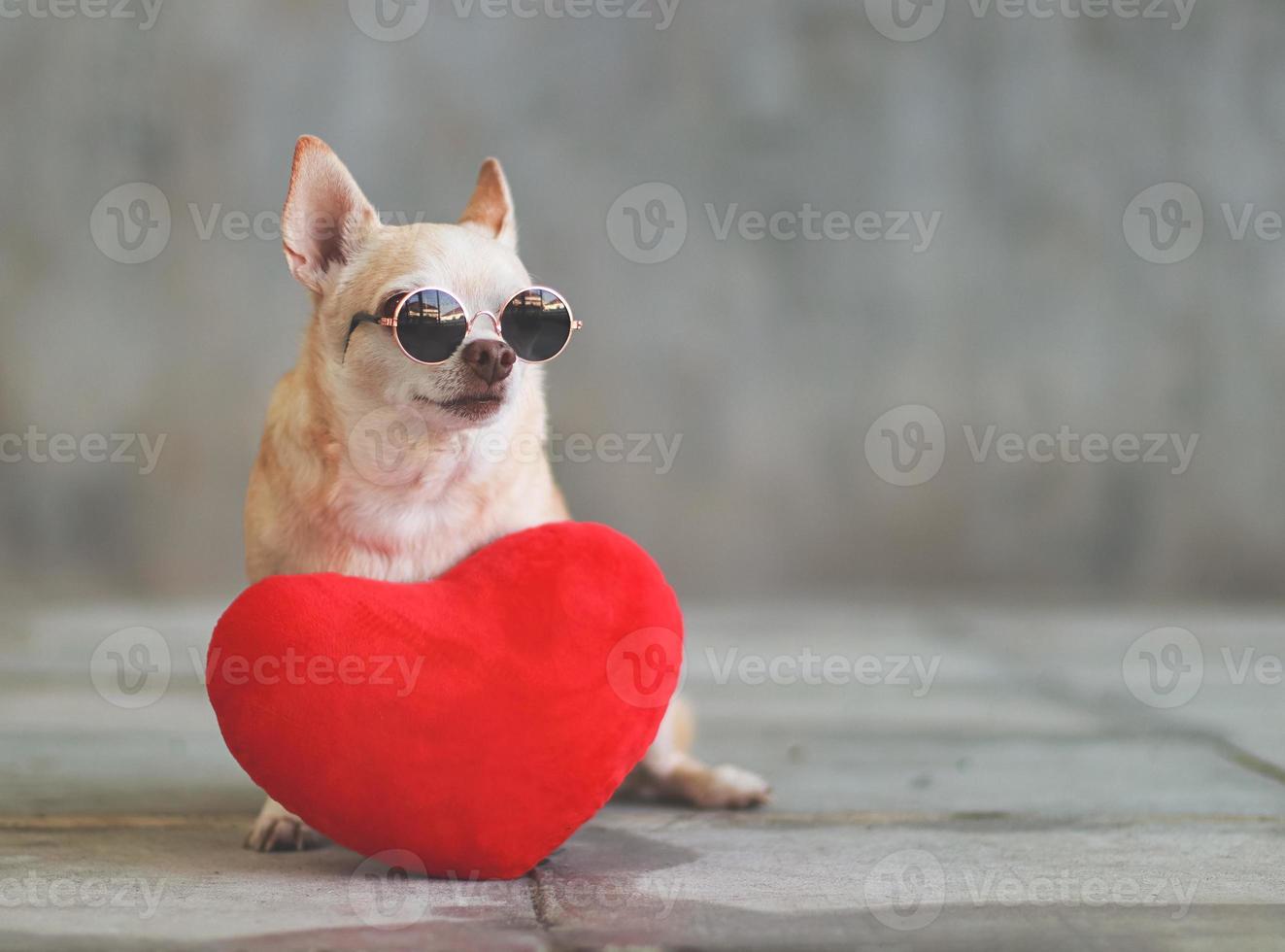 chien chihuahua aux cheveux courts bruns portant des lunettes de soleil assis avec un oreiller en forme de coeur rouge sur un sol en carrelage flou et un mur de ciment concept de la saint-valentin. photo