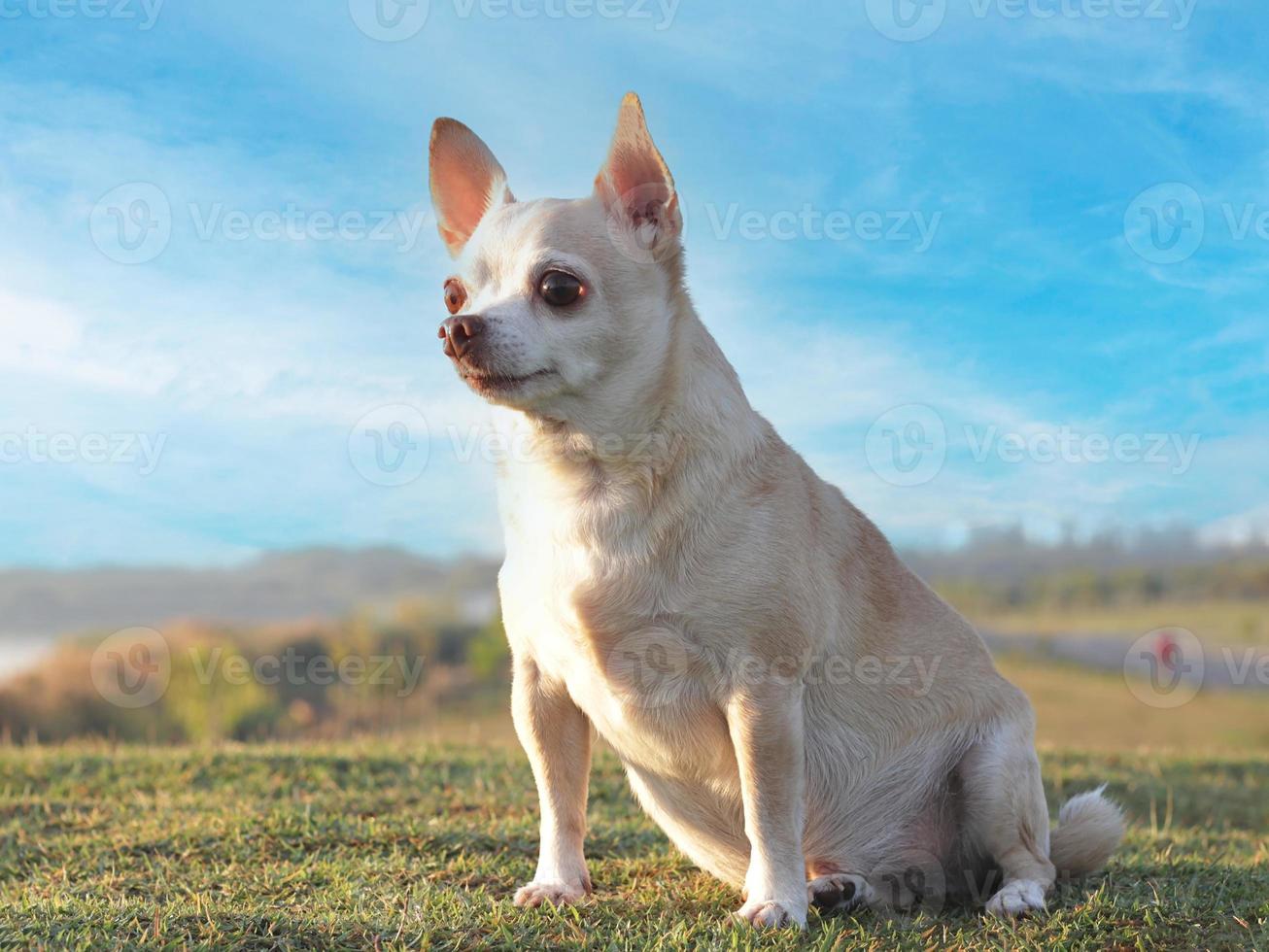 chien chihuahua à poil court brun assis sur l'herbe verte avec fond de ciel bleu. photo