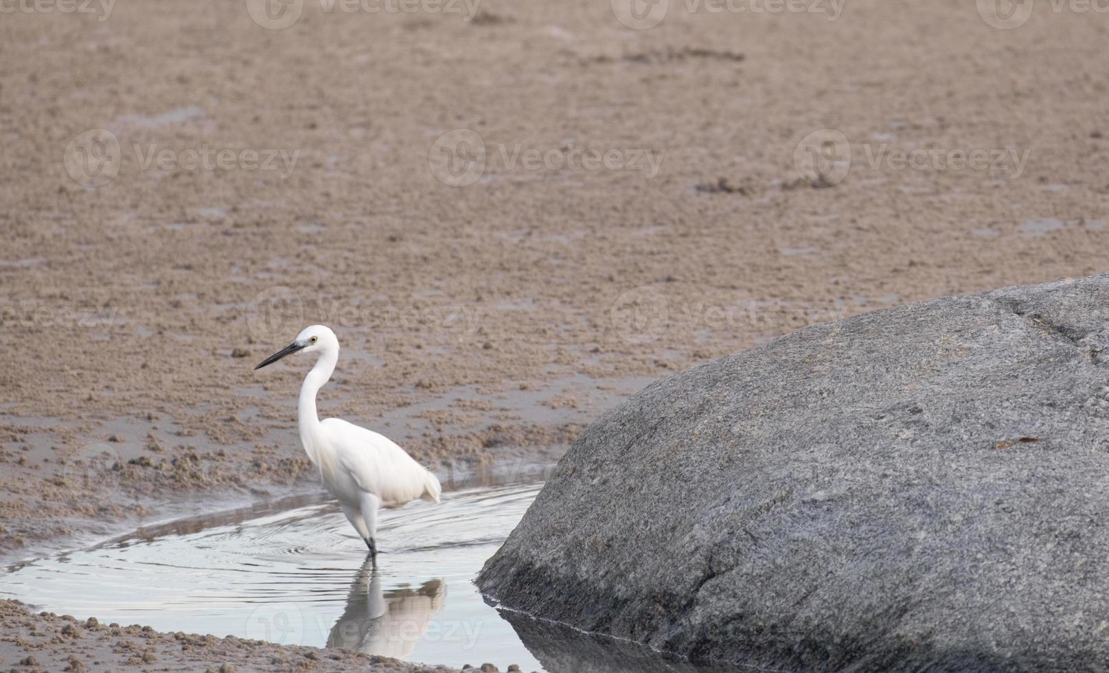 grand oiseau de mer blanc marchant sur la plage d'eau pour trouver de la nourriture animale dans l'eau. vie sauvage animale sur la côte thaïlandaise. photo