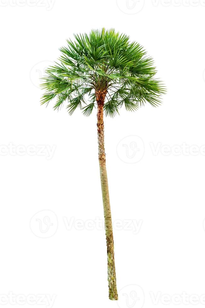 palmier bois jardinage fond blanc isole photo
