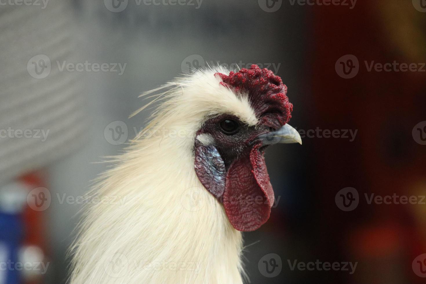 coq de poulet volaille de la jungle rouge dans une ferme du parc photo