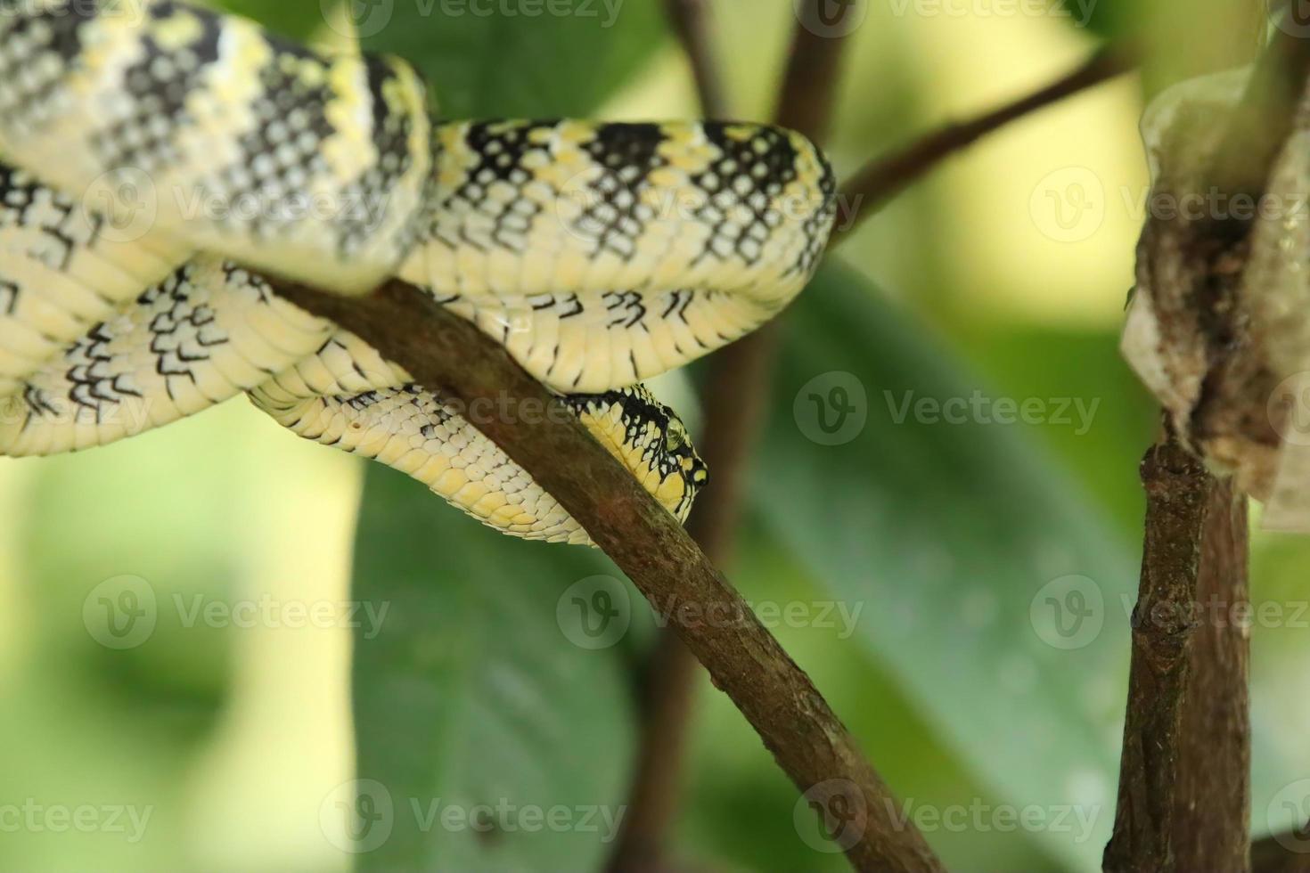 wagler pit viper dans un parc naturel photo