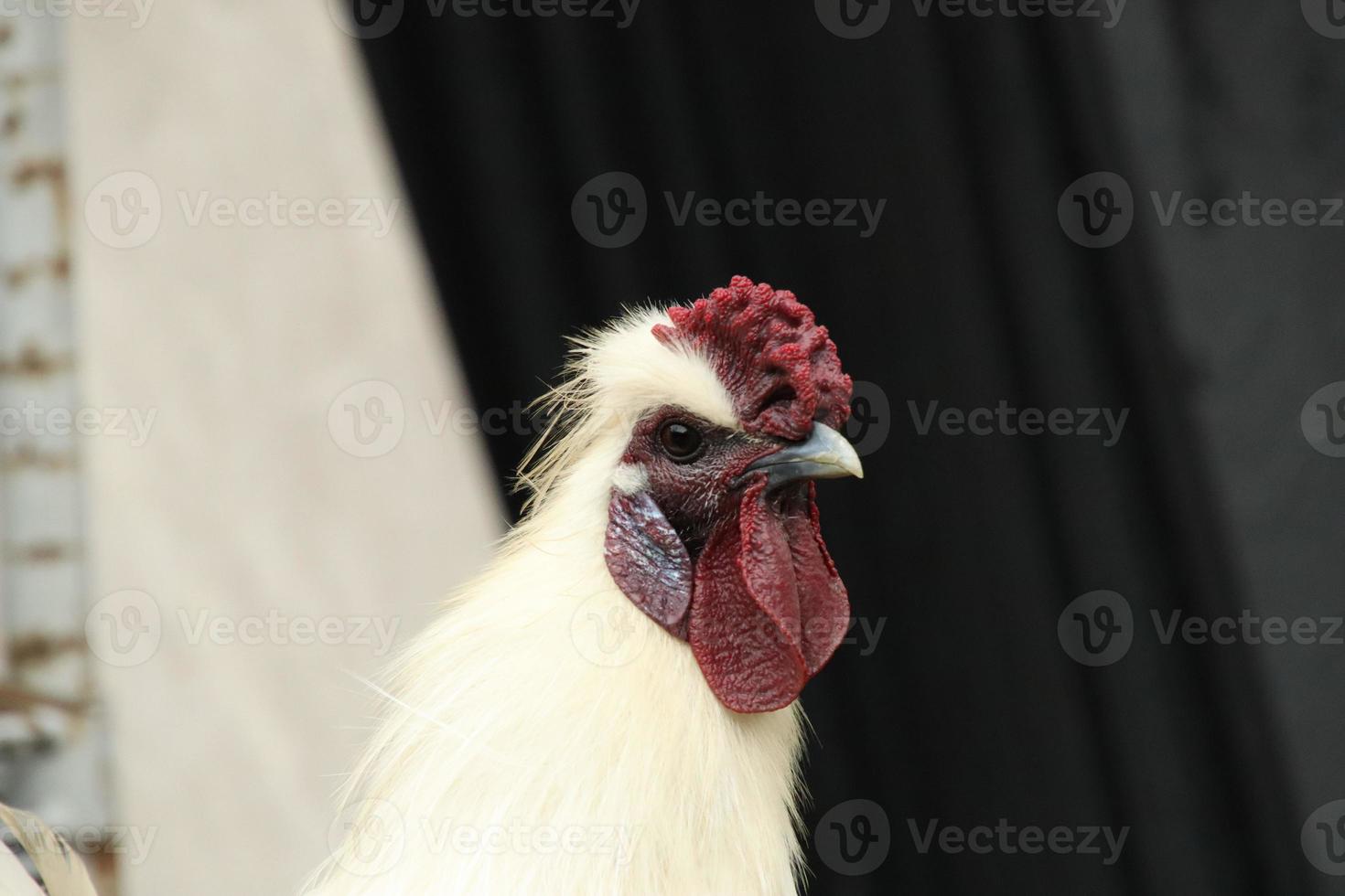 coq de poulet volaille de la jungle rouge dans une ferme du parc photo