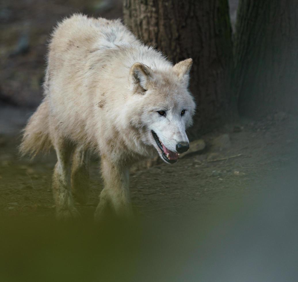 loup arctique au zoo photo