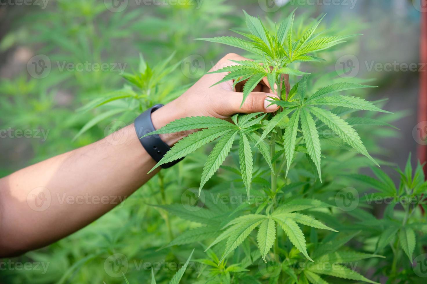 plantes de cannabis marijuana dans un laboratoire scientifique pour la fabrication de médicaments et de produits à base d'herbes dans la bannière du paysage photo