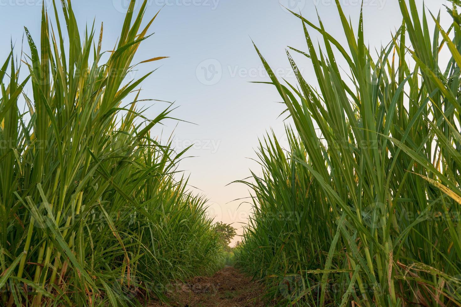 l'herbe est plantée pour l'alimentation animale. photo