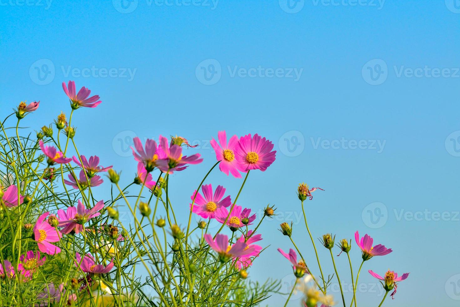 champ de fleurs rose de cosmos avec ciel bleu et fond de nuage photo