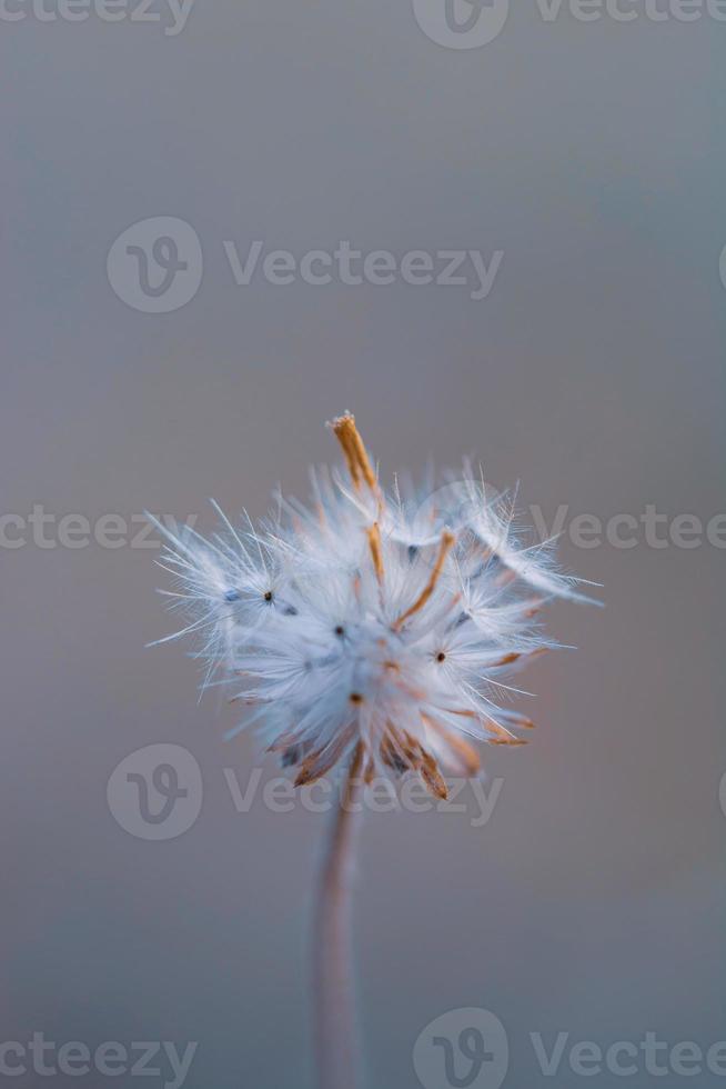 fleur de marguerite mexicaine photo