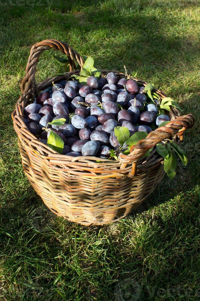 prune bleue,délicieux fruit sucré violet dans un panier en bois fait de vignes,temps de récolte dans le verger,fruits d'automne de saison,ingrédient végétarien biologique,jardin ukrainien,prunus domestica,symbole japonais photo