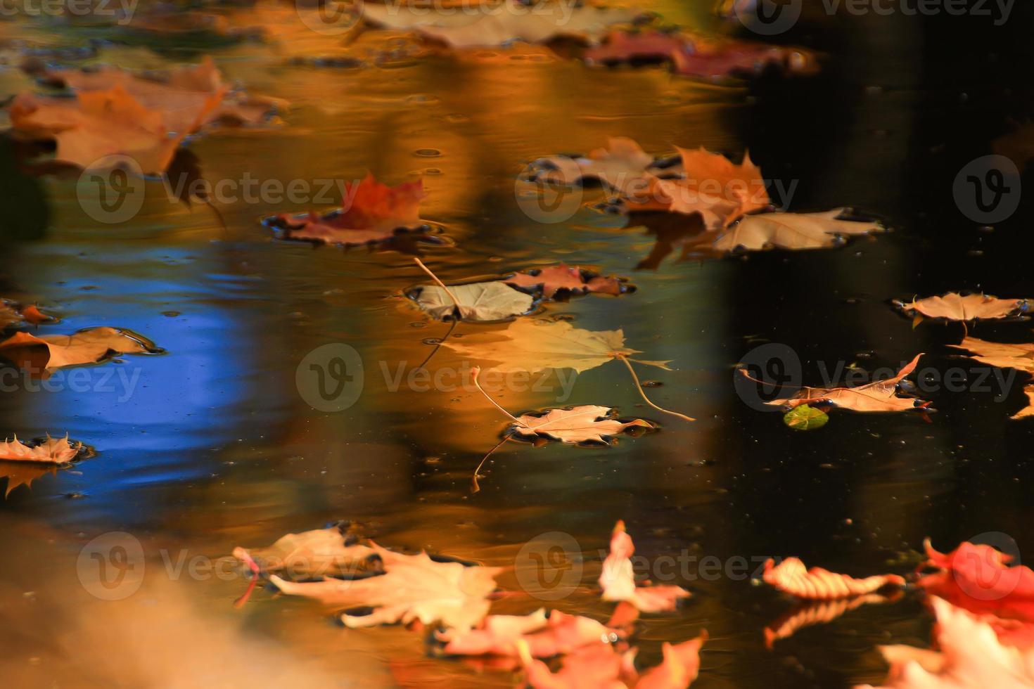 octobre automne feuille d'érable flottant sur l'eau photo