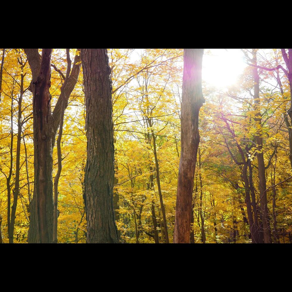 le soleil pointe à travers les arbres photo