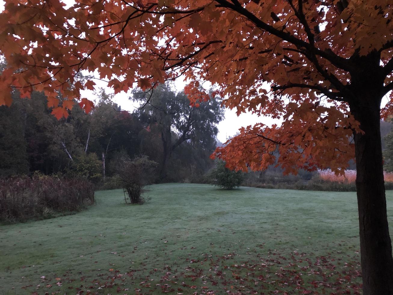 champ d'automne et arbres photo