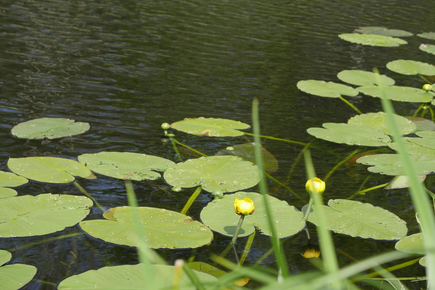 nénuphars sur l'eau photo